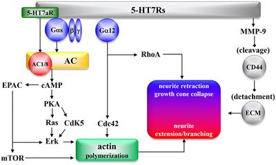 Current Limitations and Candidate Potential of 5-HT7 Receptor Antagonism in Psychiatric Pharmacotherapy